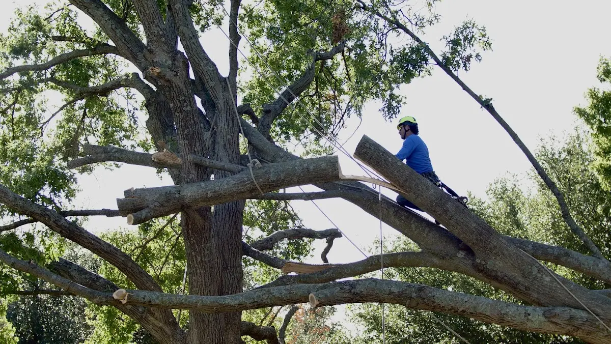 Professional Crown Thinning performed by certified arborists in Deweyville